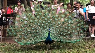 pavo real abriendo sus alas  Peacock with extended plumage [upl. by Konstantine]