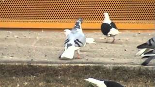 23112011 ΣΤΕΦΑΝΟΣ ΣΑΒΒΙΔΗΣ  PIGEONS [upl. by Yllus]