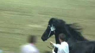 Tietse 428 Friesian stallion [upl. by Robina]