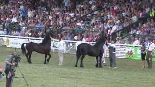 COB CHAMPION CLASS Royal Welsh Show [upl. by Asilehc255]