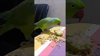 Smart Parrot 😍 parrot parrottraining funny birds pets parrotlover bird cute parrotlet love [upl. by Eisak478]