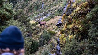 Fiordland Wapiti Hunting MID BUGLE 2023  New Zealand [upl. by Aleksandr615]