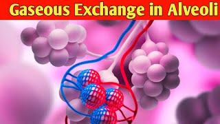 How exchange of gases take place in Alveoli  Gaseous Exchange in Lungs  Respiratory System [upl. by Luhey431]