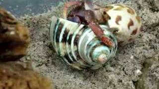 Hermit Crab Shell Change [upl. by Aisenet345]