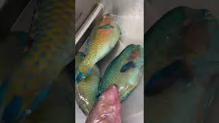 viral fish hermosos pescados todos Del Mar 🌊 [upl. by Xonnel]