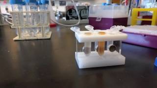 Cell lysate preparation for purification using magnetic beads [upl. by Cai]