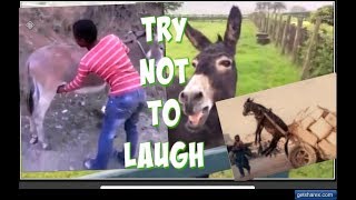 New funny donkeys laughing video clips compilation😂😍😂 [upl. by Rumpf]