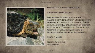 LA TORTUE ALLIGATOR  MACROCHELYS TEMMINCKII [upl. by Sessilu]