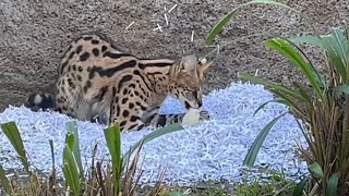 Serval Cat Plays With His Food [upl. by Epul]