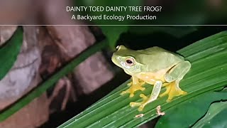 Dainty toed Dainty tree frog [upl. by Llerral]