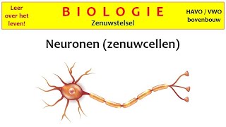 Biologie  Zenuwstelsel1 Neuronen zenuwcellen [upl. by Mecke561]