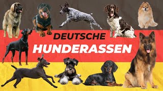 Deutsche Hunderassen  Diese Rassen stammen aus Deutschland [upl. by Enorej262]