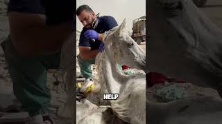 This How Humanity Looks Like😍❤ shortsfeed youtubeshorts shorts facts humanity horse asmr [upl. by Peednama]