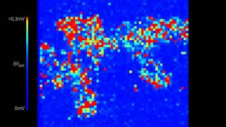 Retinal waves recorded from a mouse explanted retina at postnatal day 11 [upl. by Anaibib]