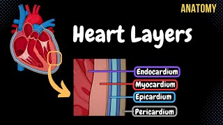 Anatomy of the Heart Layers Conducting System amp Topography [upl. by Riker]