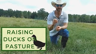 Raising Ducks on Pasture at Harvest Hills Ranch [upl. by Gignac]