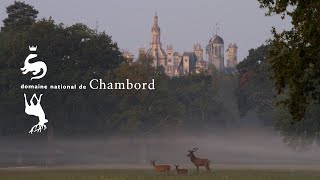 Le brame du cerf  Château de Chambord [upl. by Nairda]