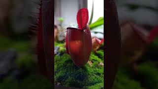 Ampullaria carnivorousplants [upl. by Susej]