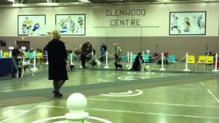 Emma Schipperke conformation show port alberni 2011 096MOV [upl. by Farl]