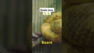 Snake land 🐍🐍 reptiles jungle  groupofsnakesdangeroudviral trending shortsftp trending [upl. by Bergh352]