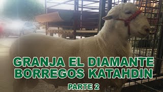 GRANJA EL DIAMANTE BORREGOS KATAHDIN PARTE 2 [upl. by Ydnas]