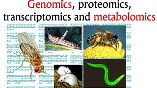 Genomics and proteomics transcriptomics and metabolomics [upl. by Brause]