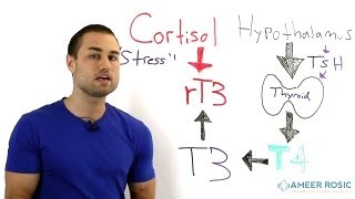 Thyroid problems Stress and Thyroid [upl. by Lesna490]