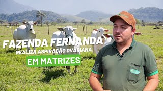 FAZENDA FERNANDA REALIZA ASPIRAÇÃO OVARIANA EM MATRIZES [upl. by Crutcher]