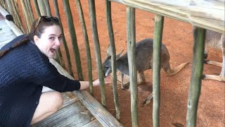 Kangaroos and Wallabies at Busch Garden [upl. by Susanne]