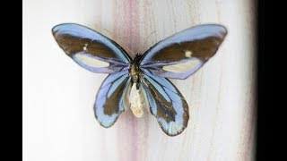 This Amazing Butterfly Specimen Is 100 Years Old [upl. by Rida]