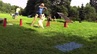 Hundetraining Crossdogging  Meringa beim Einparken [upl. by Ennagem]