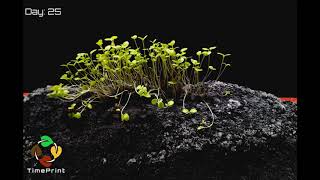 Watch wild plants growing indoors [upl. by Sutherlan]