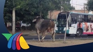 Escapan dos toros del Rastro Municipal de Guadalajara  Noticias de Guadalajara [upl. by Nonnad]