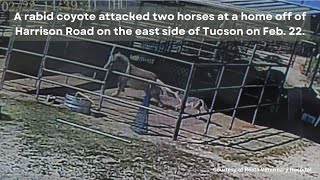 Footage shows rabid coyote attacking two horses in Tucson [upl. by Willman4]