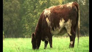 Glenarm Estate Shorthorn Beef [upl. by Anwahsal]