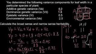 How to calculate Broad sense and narrow sense heritability [upl. by Enieledam]