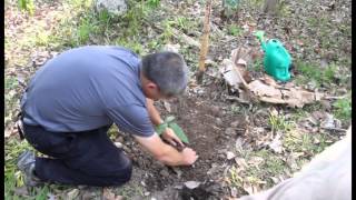 Planting Our Own Cacao Trees [upl. by Rosabella851]