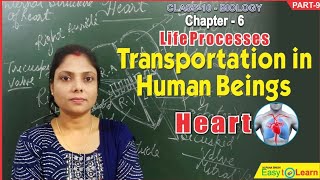 Life processes chapter6 class10 biology science Transportation in human beings Heart [upl. by Hauge]