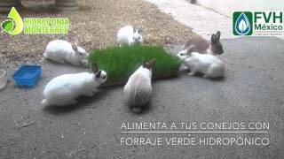 Forraje verde hidropónico para conejos [upl. by Alyahsal53]