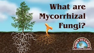 What Are Mycos Down To Earth Fertilizers [upl. by Ekim158]