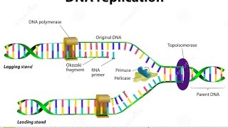 How Nucleotides are Added in DNA Replication [upl. by Otsirc]