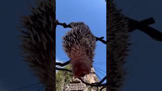 Hangout with a prehensiletailed porcupine shorts [upl. by Atorod]