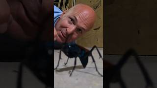 Tarantula Hawk massive hornet hornet [upl. by Karim]