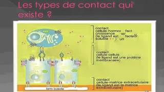 Biologie Cellulaire la lame basale [upl. by Alletnahs]