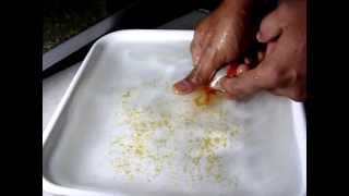 poisson rouge ponte oeufs  Hand Breeding Goldfish CLIP 01 [upl. by Hayn]