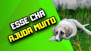 Alimentação e chá para cachorro com dor no estômago  Dr Edgard Gomes  Alimentação natural Cães [upl. by Attenev]