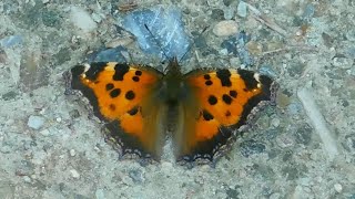 nymphalis xanthomelas 2  butterflies of Greece [upl. by Nappy]