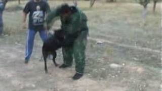 Bandog Mastiff protection 2 wwwbandoggr [upl. by Enelav]