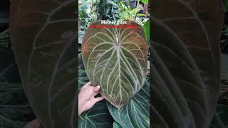 anthurium anthuriumkingofspades plants tumbuhanhutan nature garden plantlover tumbuhan [upl. by Anneres]