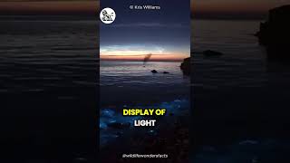 Glowing Water Of The Beach bio luminescence effect [upl. by Narat]